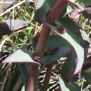 Veronica perfoliata at Booth, ACT - 11 Oct 2022