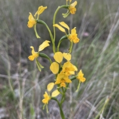 Diuris nigromontana (Black Mountain Leopard Orchid) at Aranda Bushland - 20 Oct 2022 by dgb900