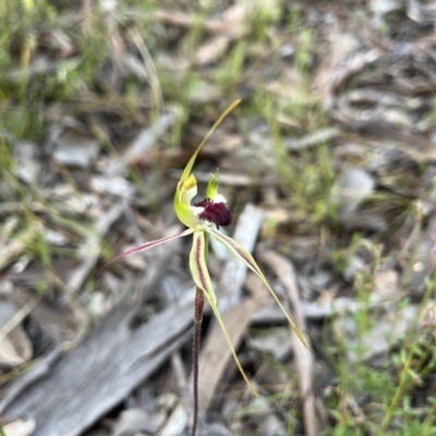 Caladenia atrovespa (Green-comb Spider Orchid) at Bruce, ACT - 19 Oct 2022 by dgb900