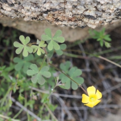 Oxalis sp. (Wood Sorrel) at Rendezvous Creek, ACT - 19 Oct 2022 by RAllen