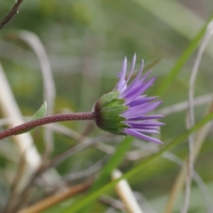 Calotis scabiosifolia var. integrifolia (Rough Burr-daisy) at Rendezvous Creek, ACT - 19 Oct 2022 by RAllen