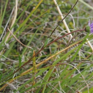 Calotis scabiosifolia var. integrifolia at Rendezvous Creek, ACT - 19 Oct 2022