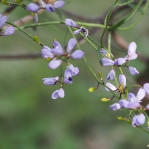 Comesperma volubile at Fadden, ACT - 18 Oct 2022 04:47 PM