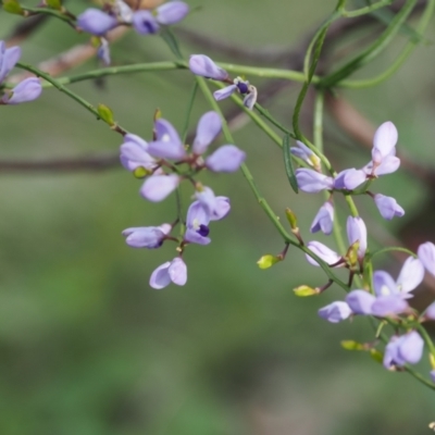 Comesperma volubile (Love Creeper) at Fadden, ACT - 18 Oct 2022 by RAllen