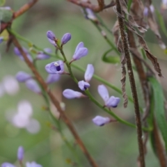 Comesperma volubile at Fadden, ACT - 18 Oct 2022