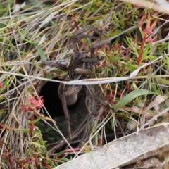 Lycosidae (family) (Unidentified wolf spider) at Fadden, ACT - 18 Oct 2022 by RAllen