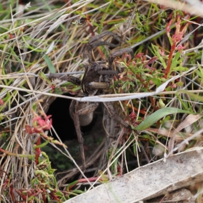 Lycosidae (family) (Unidentified wolf spider) at Wanniassa Hill - 18 Oct 2022 by RAllen