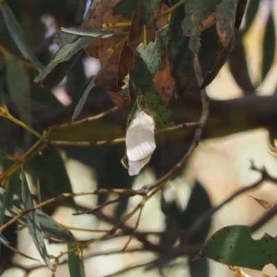 Acyphas chionitis (White Tussock Moth) at Mount Clear, ACT - 15 Oct 2022 by RAllen