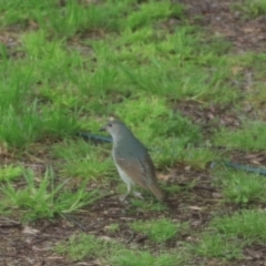 Ptilonorhynchus violaceus at Kaleen, ACT - suppressed