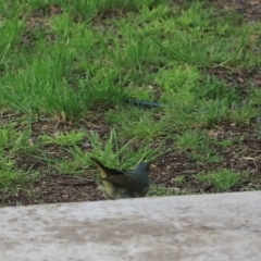 Ptilonorhynchus violaceus at Kaleen, ACT - suppressed