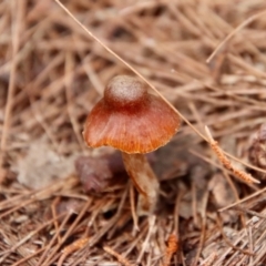 Unidentified Fungus by LisaH