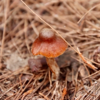 Unidentified Fungus by LisaH