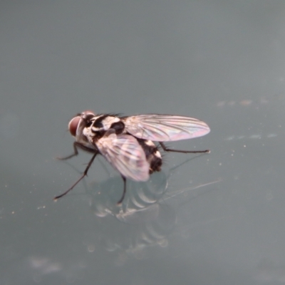 Unidentified True fly (Diptera) at Moruya, NSW - 19 Oct 2022 by LisaH