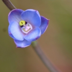 Thelymitra media (Tall Sun Orchid) at Moruya, NSW - 20 Oct 2022 by LisaH