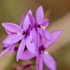 Thelymitra ixioides (Dotted Sun Orchid) at Moruya, NSW - 19 Oct 2022 by LisaH