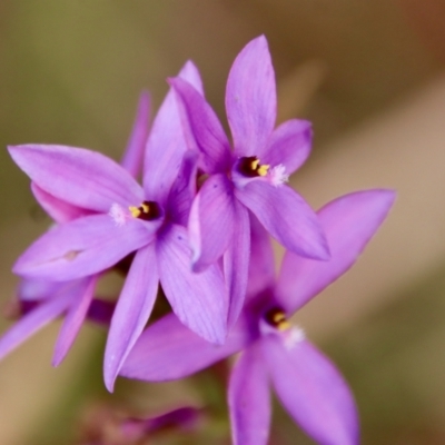 Thelymitra ixioides (Dotted Sun Orchid) at Moruya, NSW - 20 Oct 2022 by LisaH
