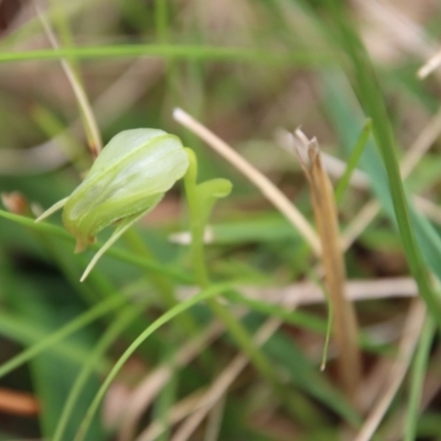 Pterostylis nutans (Nodding Greenhood) at Moruya, NSW - 19 Oct 2022 by LisaH