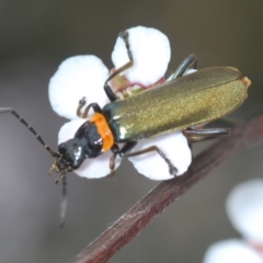 Chauliognathus lugubris (Plague Soldier Beetle) at O'Connor, ACT - 19 Oct 2022 by Harrisi