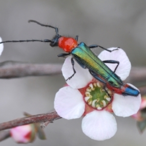 Oroderes sp. (genus) at O'Connor, ACT - 19 Oct 2022 01:09 PM