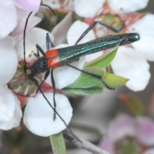 Oroderes sp. (genus) at O'Connor, ACT - 19 Oct 2022 01:09 PM