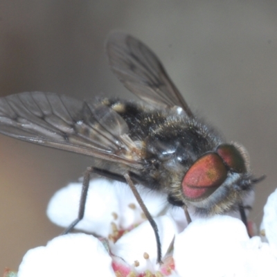 Dasybasis sp. (genus) (A march fly) at O'Connor, ACT - 19 Oct 2022 by Harrisi