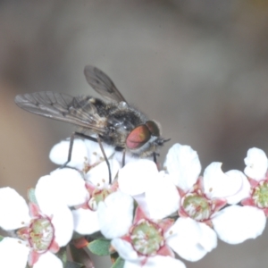 Dasybasis sp. (genus) at O'Connor, ACT - 19 Oct 2022