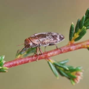 Diphucrania acuducta at Molonglo Valley, ACT - 19 Oct 2022