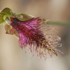 Calochilus platychilus (Purple Beard Orchid) at Molonglo Valley, ACT - 19 Oct 2022 by Harrisi