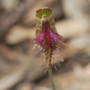 Calochilus platychilus at Molonglo Valley, ACT - suppressed