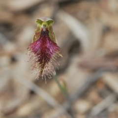 Calochilus platychilus at Molonglo Valley, ACT - suppressed