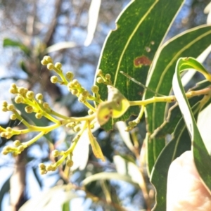 Acacia falciformis at Currawang, NSW - 17 Oct 2022