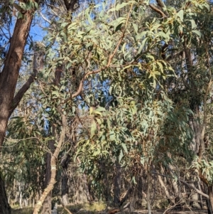 Acacia falciformis at Currawang, NSW - 17 Oct 2022