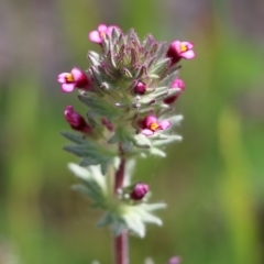 Parentucellia latifolia (Red Bartsia) at Glenroy, NSW - 19 Oct 2022 by KylieWaldon