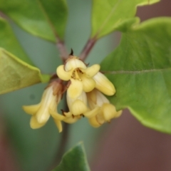 Pittosporum revolutum (Large-fruited Pittosporum) at Moruya, NSW - 19 Oct 2022 by LisaH