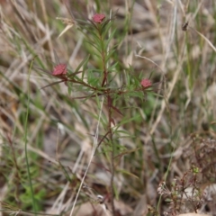 Platysace lanceolata (Shrubby Platysace) at Moruya, NSW - 19 Oct 2022 by LisaH