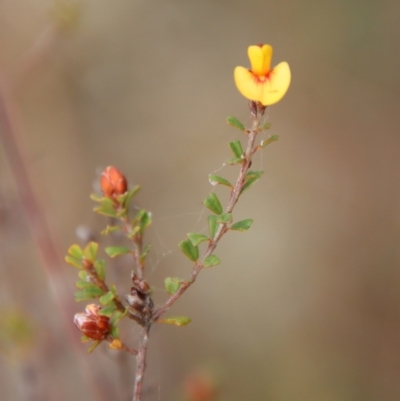 Pultenaea scabra (Rough Bush-pea) at Moruya, NSW - 20 Oct 2022 by LisaH