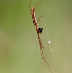 Tetragnatha sp. (genus) (Long-jawed spider) at Moruya, NSW - 20 Oct 2022 by LisaH