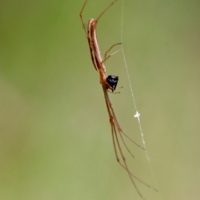 Tetragnatha sp. (genus) (Long-jawed spider) at Moruya, NSW - 20 Oct 2022 by LisaH