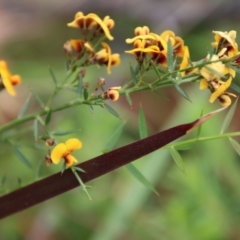 Daviesia ulicifolia (Gorse Bitter-pea) at Moruya, NSW - 20 Oct 2022 by LisaH