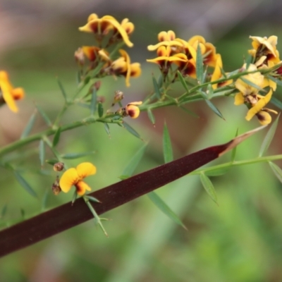 Daviesia ulicifolia (Gorse Bitter-pea) at Moruya, NSW - 20 Oct 2022 by LisaH