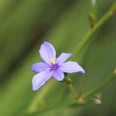 Aristea ecklonii (Blue Stars) at Moruya, NSW - 19 Oct 2022 by LisaH