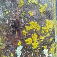 Unverified Lichen by JasoL