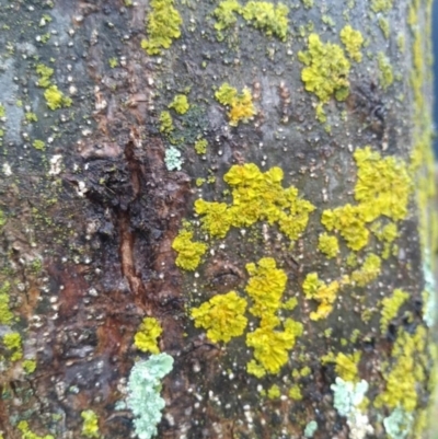 Unidentified Lichen by JasoL