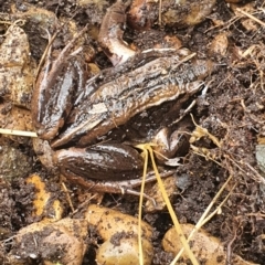 Limnodynastes peronii (Brown-striped Frog) at Aranda, ACT - 20 Oct 2022 by HughCo