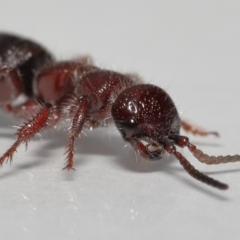 Tiphiidae (family) at Evatt, ACT - 18 Oct 2022 01:31 PM