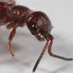 Tiphiidae (family) at Evatt, ACT - 18 Oct 2022 01:31 PM