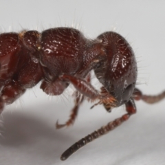 Tiphiidae (family) at Evatt, ACT - 18 Oct 2022 01:31 PM