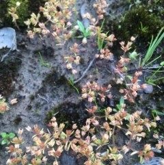 Crassula decumbens var. decumbens (A Stonecrop) at Wamboin, NSW - 21 Oct 2020 by Devesons