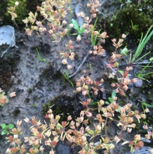 Crassula decumbens var. decumbens at Wamboin, NSW - 21 Oct 2020