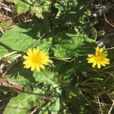 Cymbonotus sp. (preissianus or lawsonianus) (Bears Ears) at Wamboin, NSW - 25 Sep 2021 by Devesons